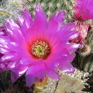 Tagesausflug nach Karlsruhe und ins Kakteenland Steinfeld – Fällt aus.