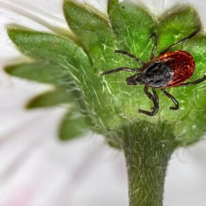 Eingewanderte Schädlinge