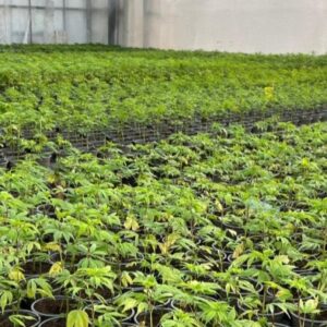 Besichtigung der Bioland-Gärtnerei Umbach mit einem Vortrag „Alles über Hanf“