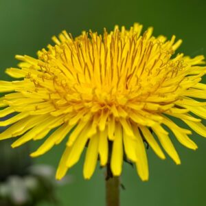 Kräuterführung auf der Waldheide